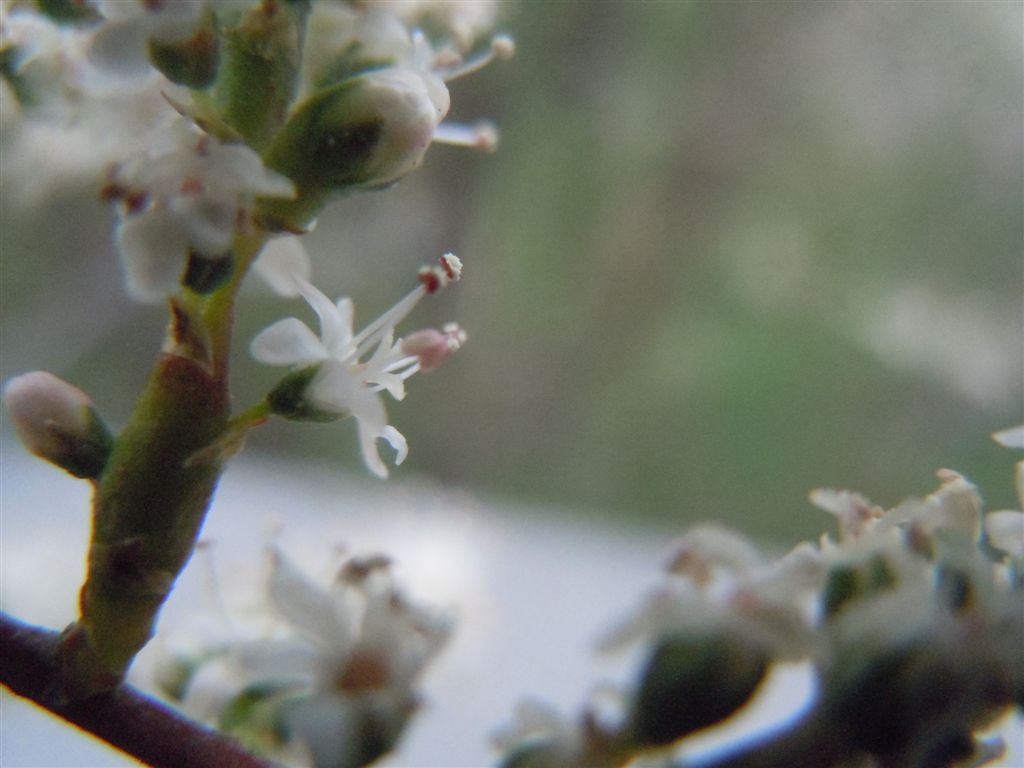 Albero da identificare:  Tamarix cfr. gallica  (Caryophyllales - Tamaricaceae)